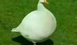 娱乐吃瓜鹅鸭视频大全